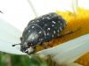 Oxythyrea funesta